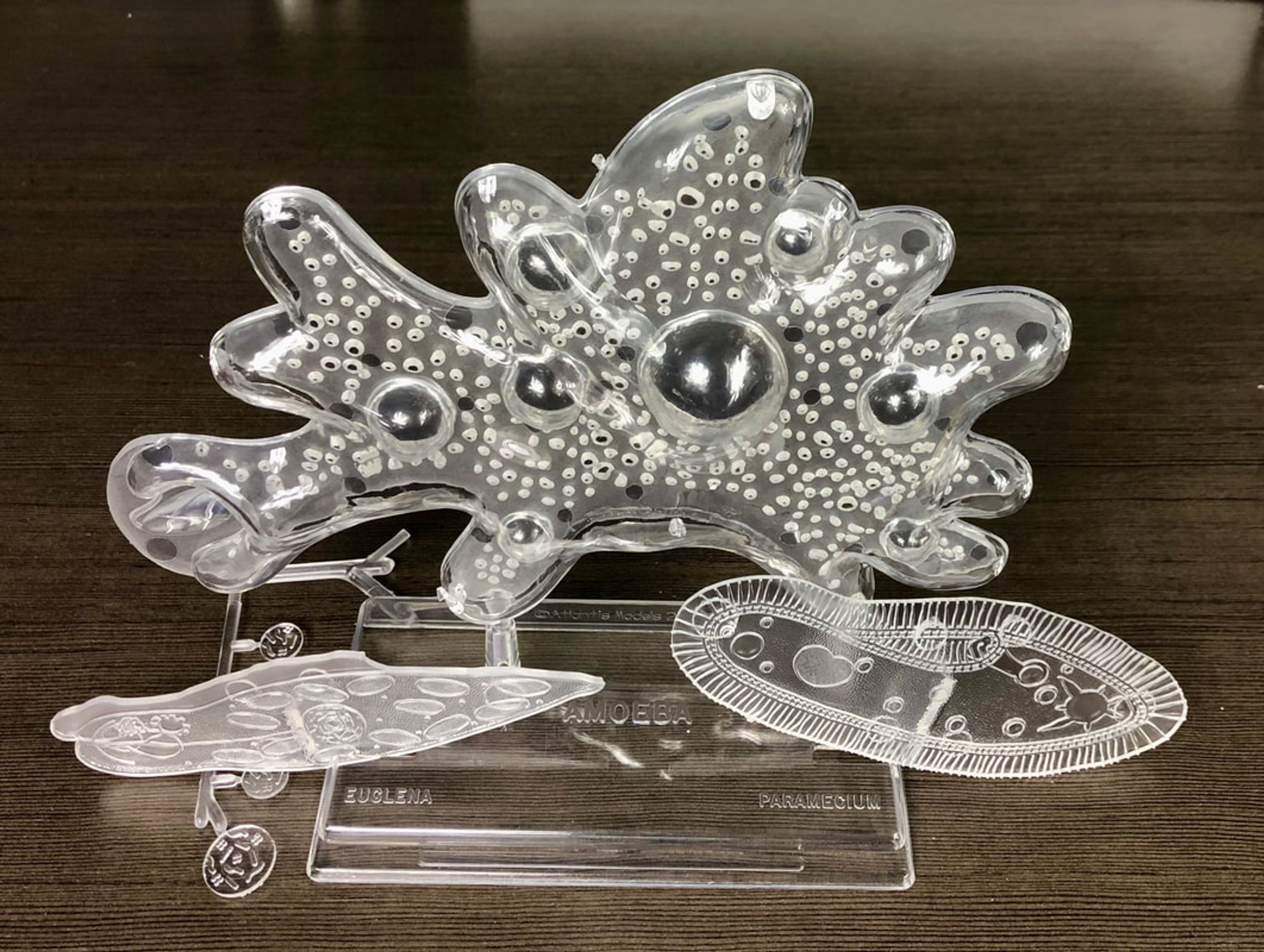 Amoeba Single Cell Model Kit STEM-2